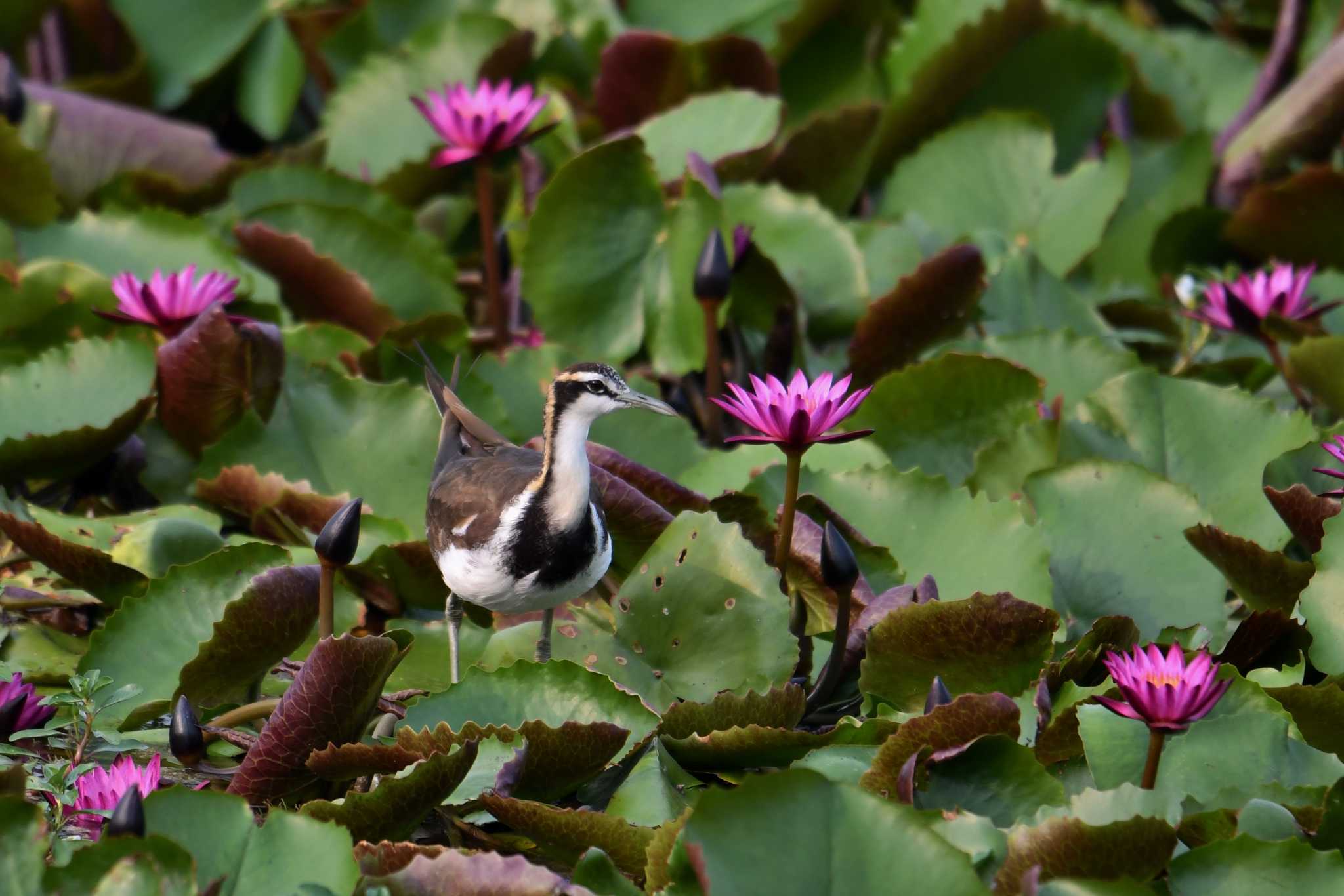 Pheasant-tailed Jacana