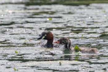 Little Grebe Unknown Spots Thu, 7/16/2020