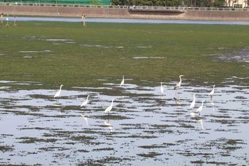 Great Egret Yatsu-higata Sun, 5/8/2016