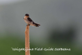 2020年7月16日(木) 石垣島の野鳥観察記録