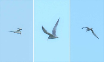 Lesser Crested Tern