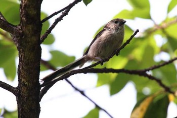 Long-tailed Tit Yatsu-higata Sun, 5/8/2016