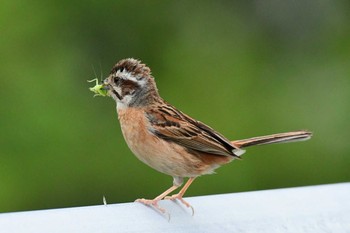 Meadow Bunting 堺浜 Thu, 7/16/2020