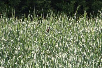 Oriental Reed Warbler Yatsu-higata Sun, 5/8/2016