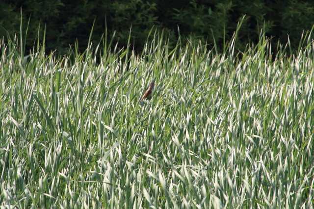 Photo of Oriental Reed Warbler at Yatsu-higata by natoto