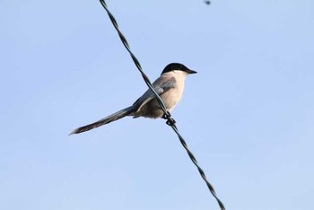 Azure-winged Magpie Yatsu-higata Sun, 5/8/2016