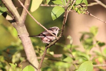 Long-tailed Tit Yatsu-higata Sun, 5/8/2016