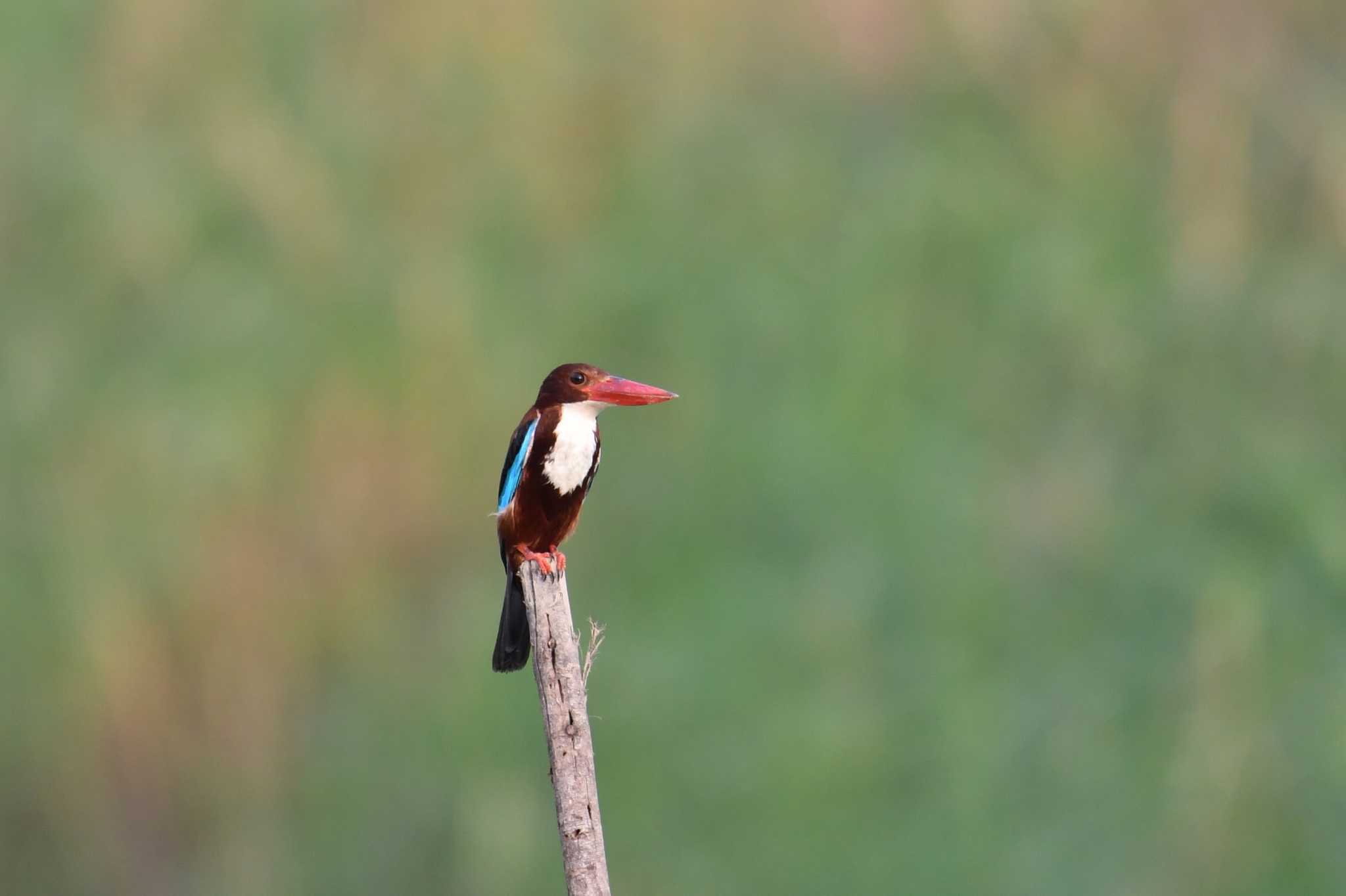 White-throated Kingfisher