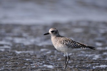 2020年3月22日(日) ふなばし三番瀬海浜公園の野鳥観察記録