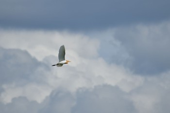 Eastern Cattle Egret Unknown Spots Wed, 7/15/2020