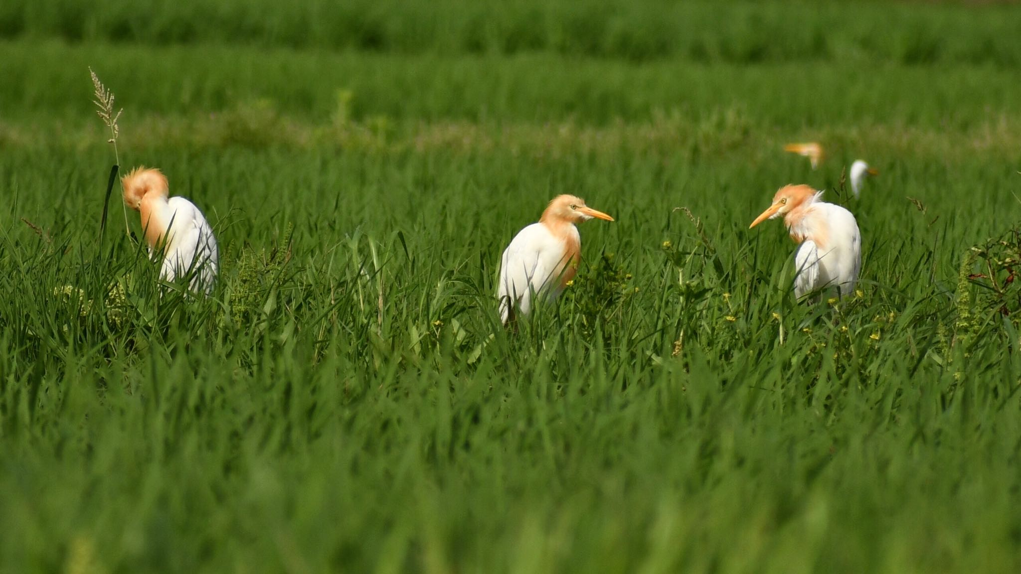  アマサギの写真 by ヨウコ