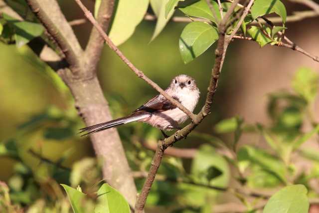 Photo of Long-tailed Tit at Yatsu-higata by natoto