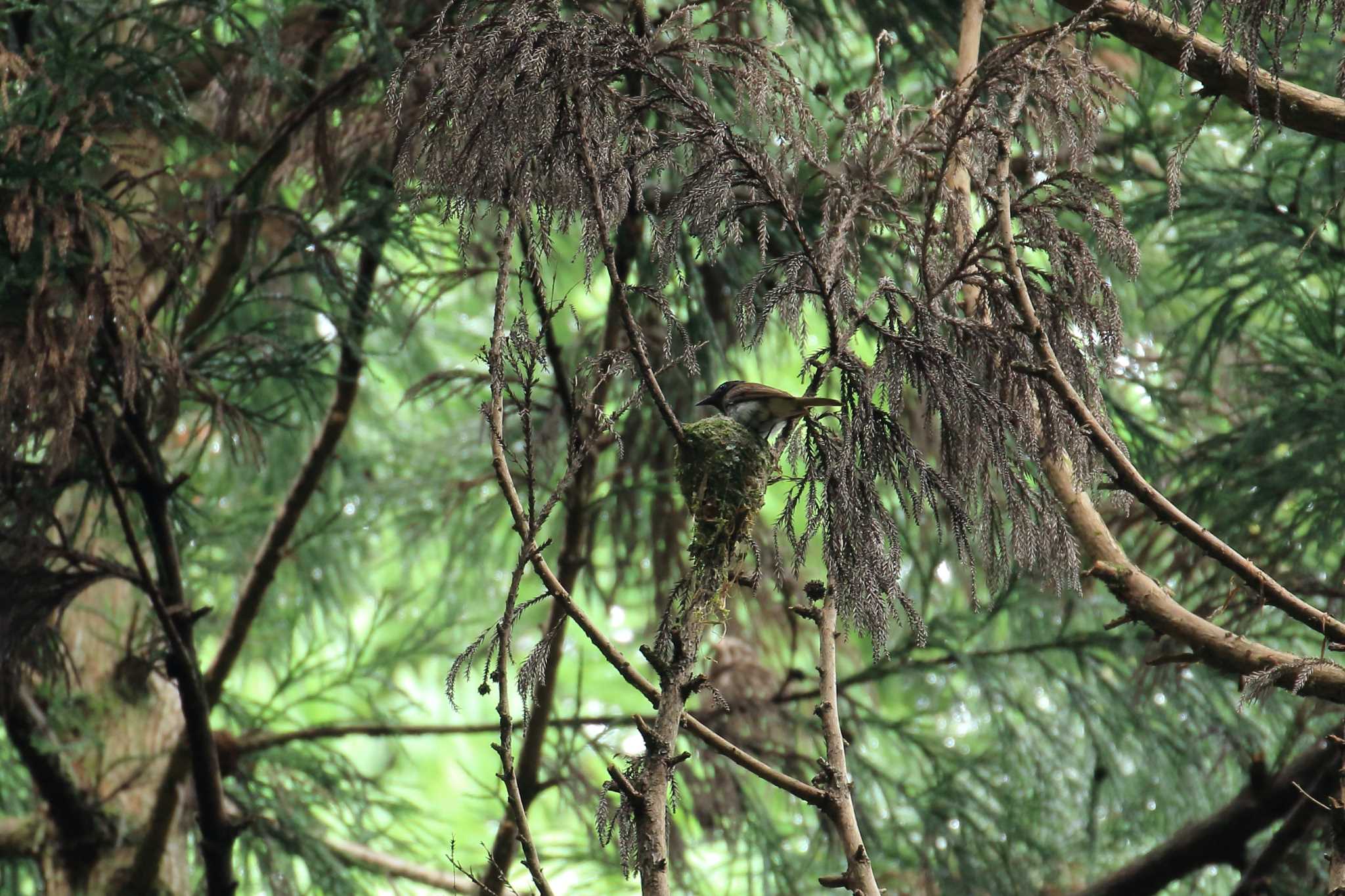 ささやまの森公園(篠山の森公園) サンコウチョウの写真 by 明石のおやじ