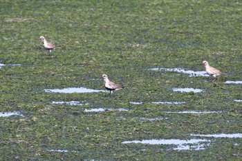 Grey Plover Yatsu-higata Sun, 5/8/2016