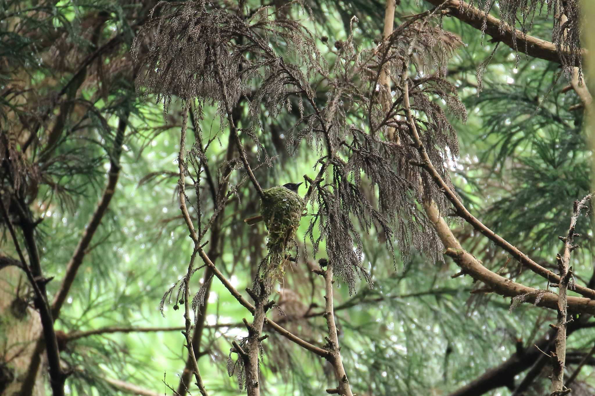 ささやまの森公園(篠山の森公園) サンコウチョウの写真 by 明石のおやじ