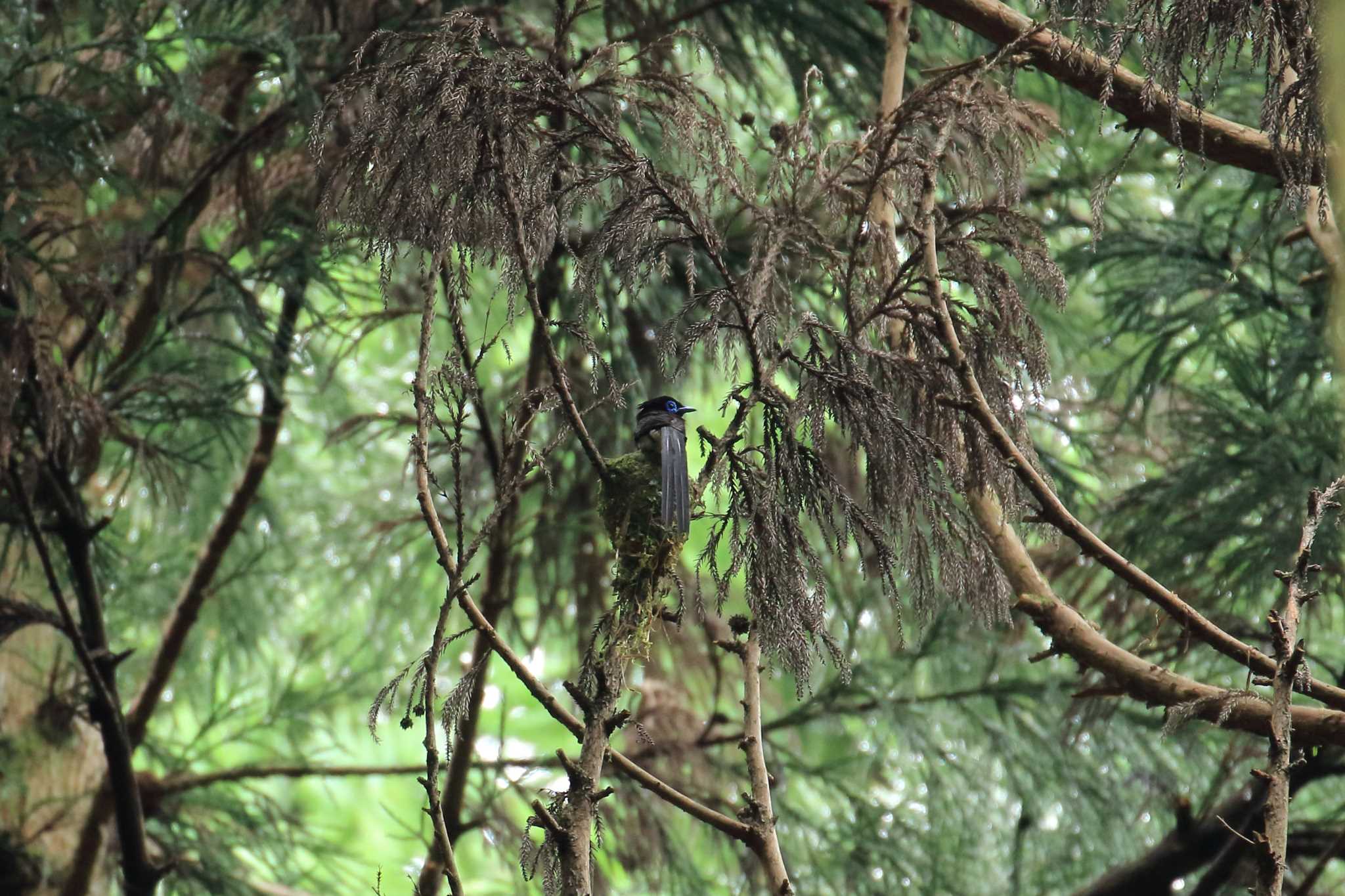 ささやまの森公園(篠山の森公園) サンコウチョウの写真 by 明石のおやじ