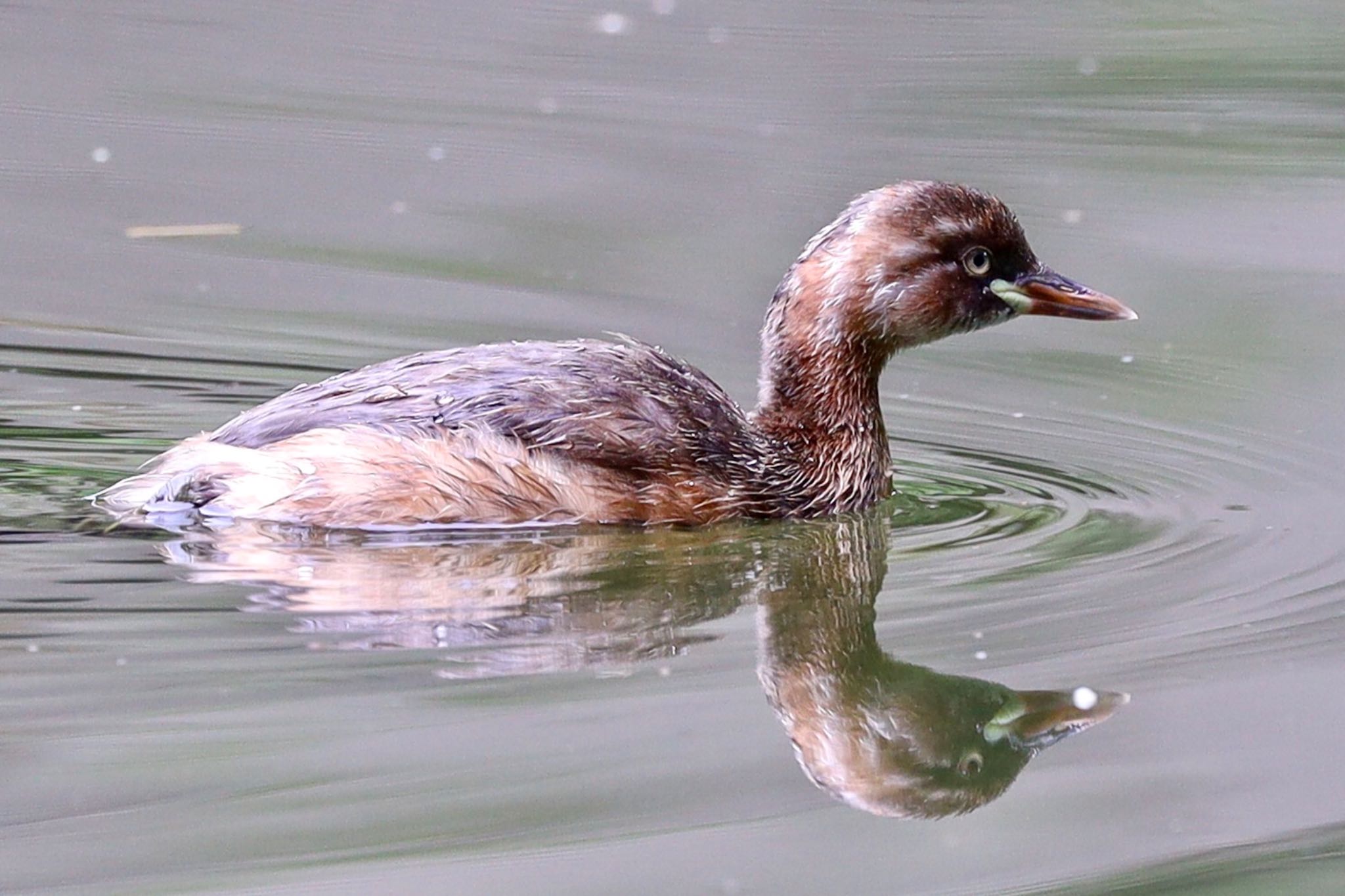 Photo of Little Grebe at 杉並区 by amachan