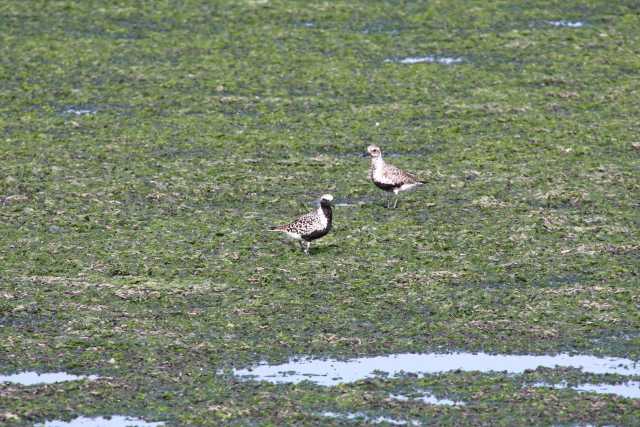 Photo of Grey Plover at Yatsu-higata by natoto