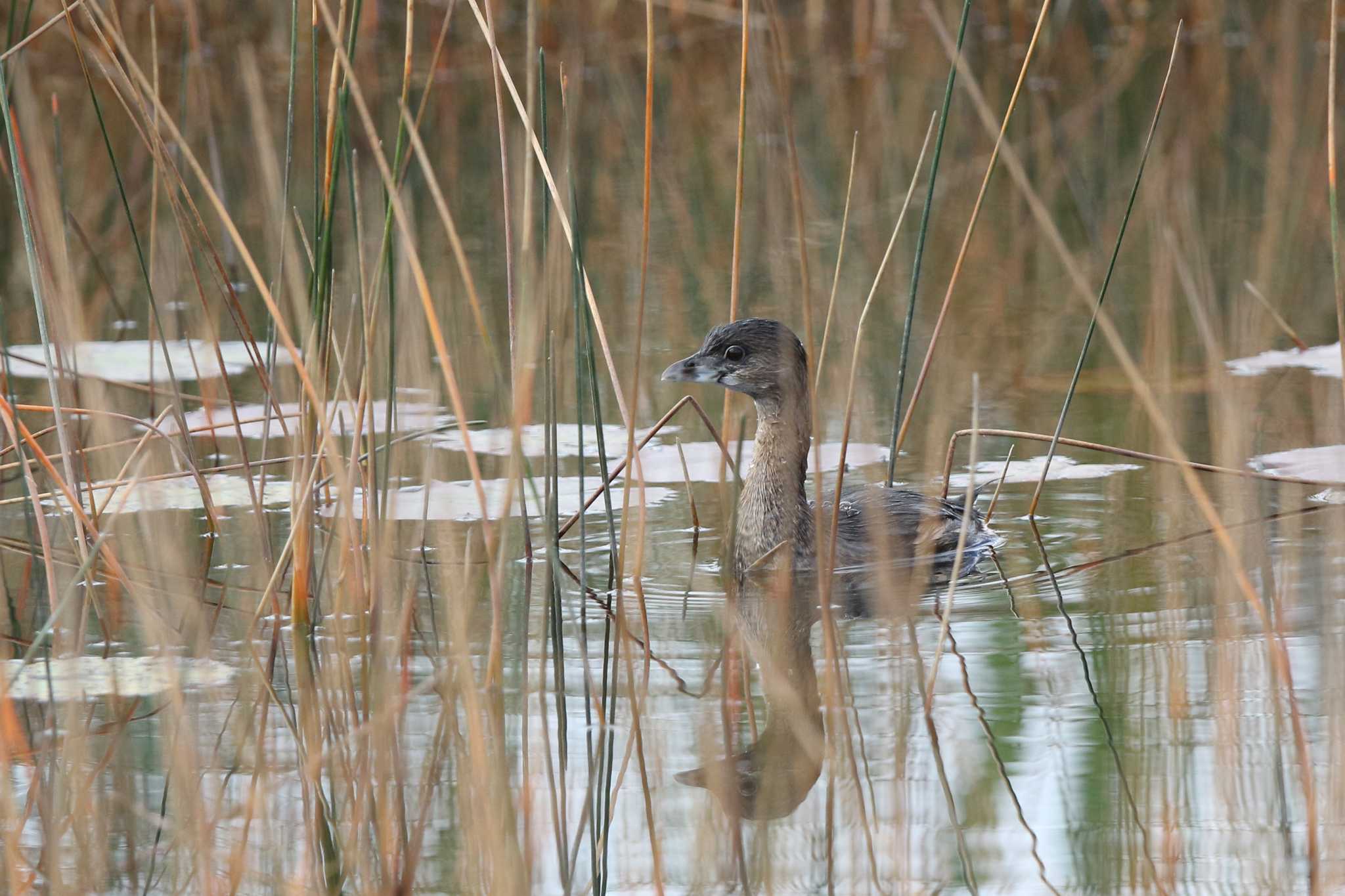 Pied-billed Grebe