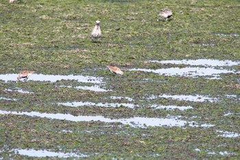 Dunlin Yatsu-higata Sun, 5/8/2016