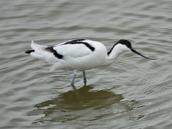 ソリハシセイタカシギ 米子水鳥公園 2020年3月22日(日)