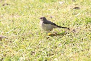 Japanese Wagtail 21世紀の森と広場(千葉県松戸市) Sat, 5/7/2016