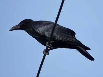 Large-billed crow(connectens) 宮古島市 Sat, 7/4/2020