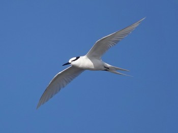 Black-naped Tern 宮古島市 Sun, 7/5/2020