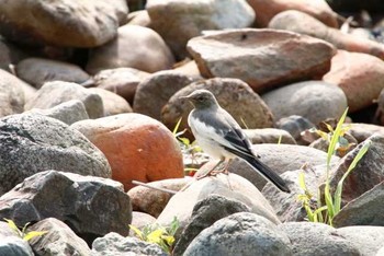 Japanese Wagtail 21世紀の森と広場(千葉県松戸市) Sun, 5/8/2016