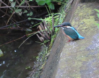 Common Kingfisher 境川(境橋付近) Sat, 7/18/2020