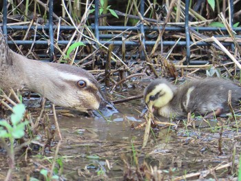 Eastern Spot-billed Duck 境川(境橋付近) Sat, 7/18/2020