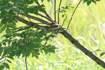 オオヨシキリ 芝川第一調節池(芝川貯水池) 2016年5月15日(日)