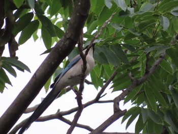 Azure-winged Magpie 境川(境橋付近) Sat, 7/18/2020