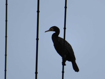 Great Cormorant 境川(境橋付近) Sat, 7/18/2020