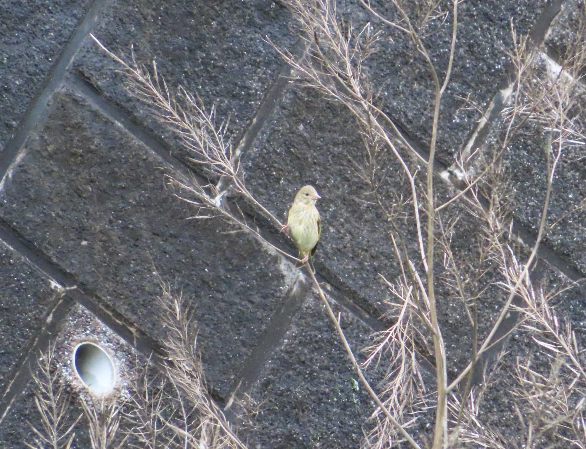 Photo of Grey-capped Greenfinch at 境川(境橋付近) by ゆ