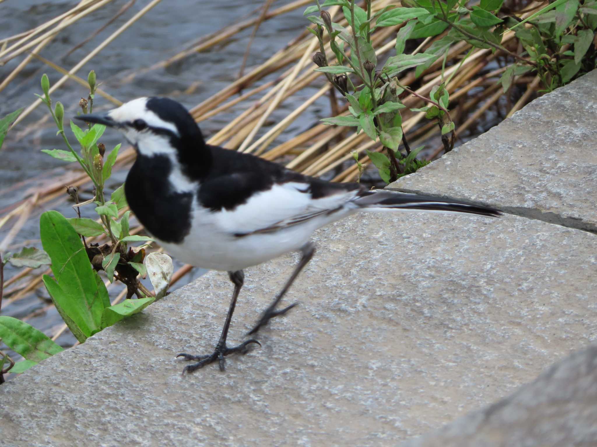 Photo of White Wagtail at 境川(境橋付近) by ゆ