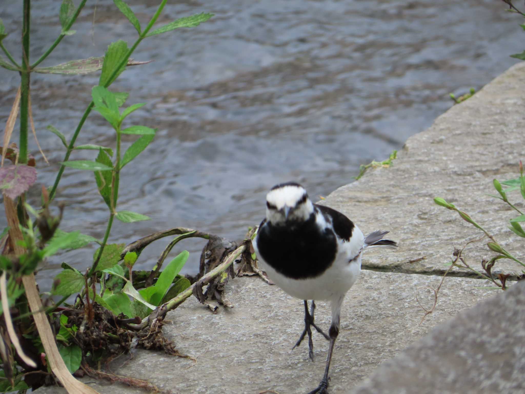 Photo of White Wagtail at 境川(境橋付近) by ゆ