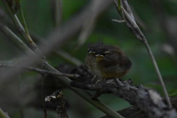 2020年7月18日(土) 西岡公園(西岡水源地)の野鳥観察記録