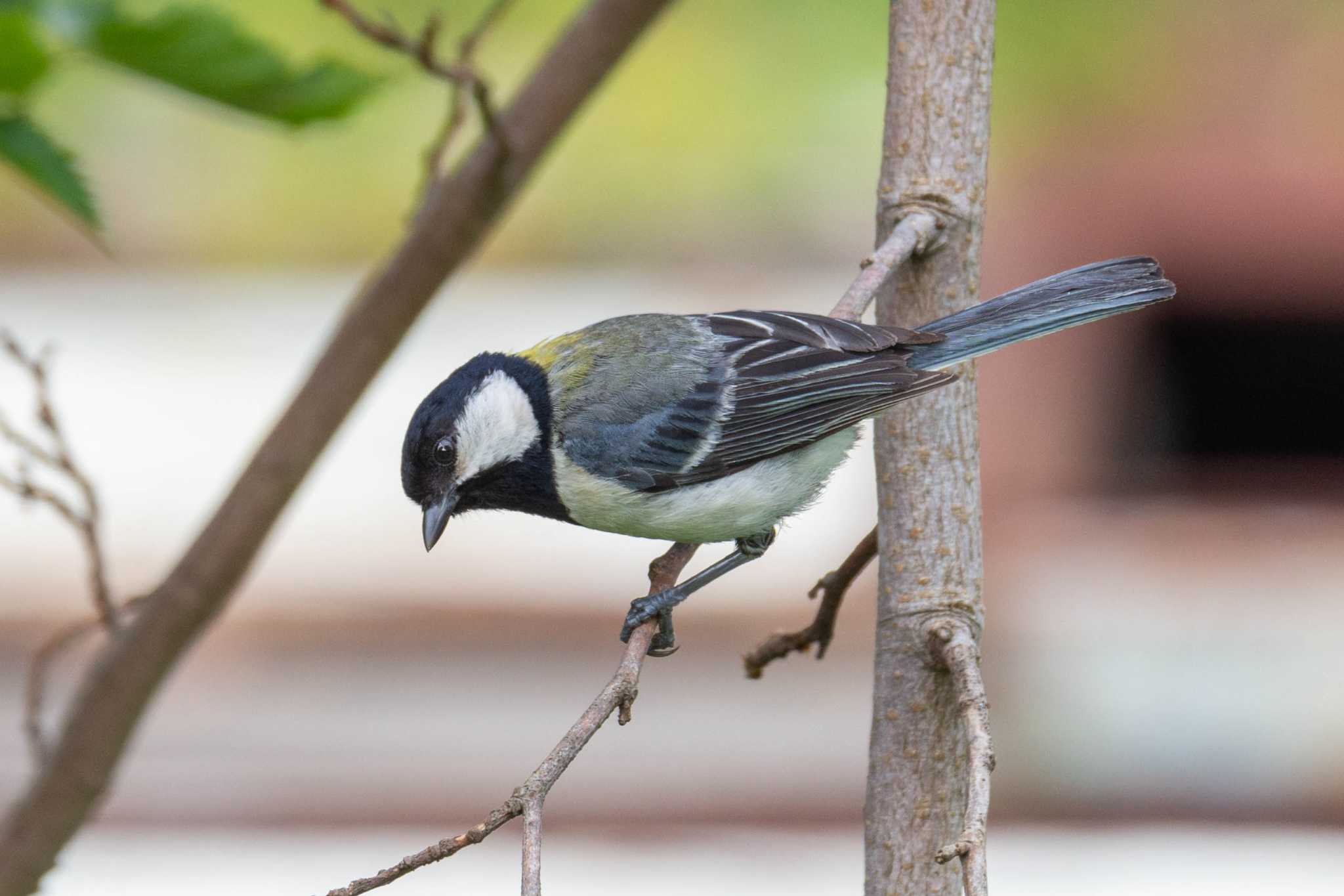 Photo of Japanese Tit at 金井公園 by Tosh@Bird