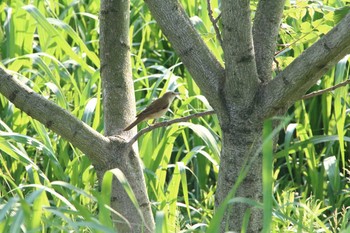 オオヨシキリ 芝川第一調節池(芝川貯水池) 2016年5月15日(日)