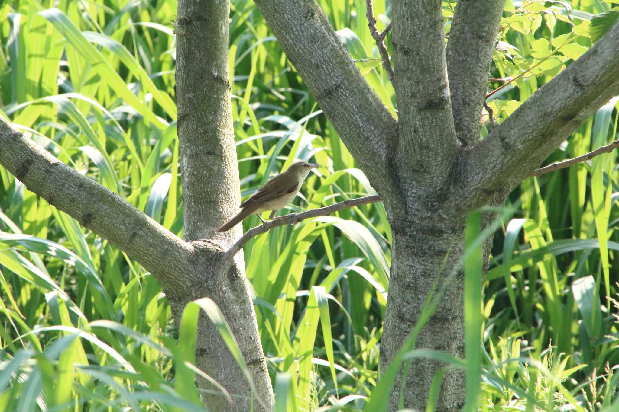 芝川第一調節池(芝川貯水池) オオヨシキリの写真 by natoto