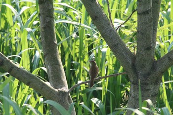 Oriental Reed Warbler 芝川第一調節池(芝川貯水池) Sun, 5/15/2016