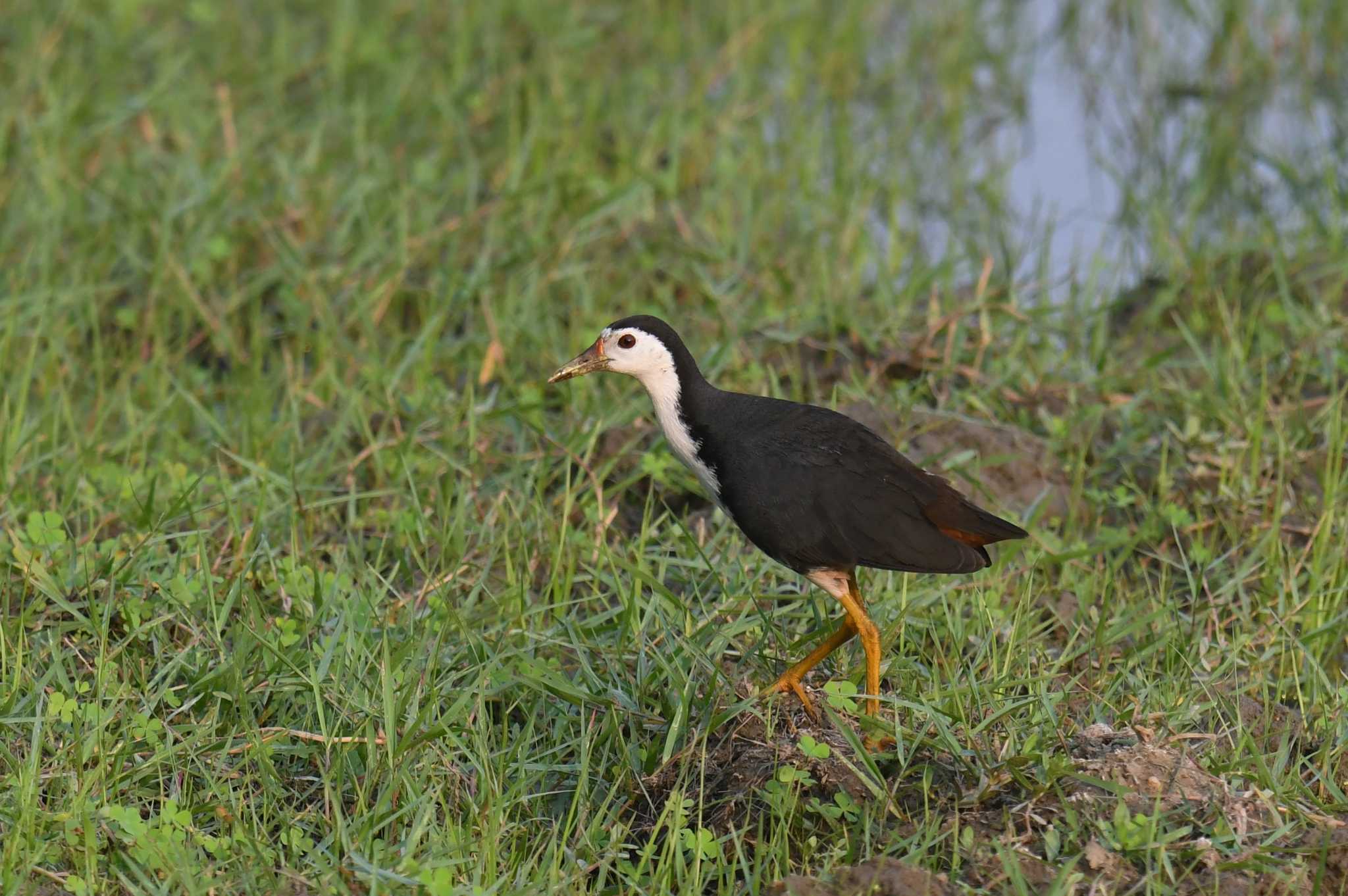 White-breasted Waterhen