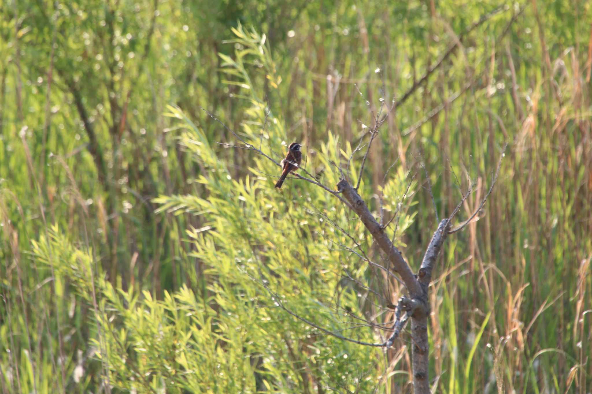 Photo of Meadow Bunting at 芝川第一調節池(芝川貯水池) by natoto