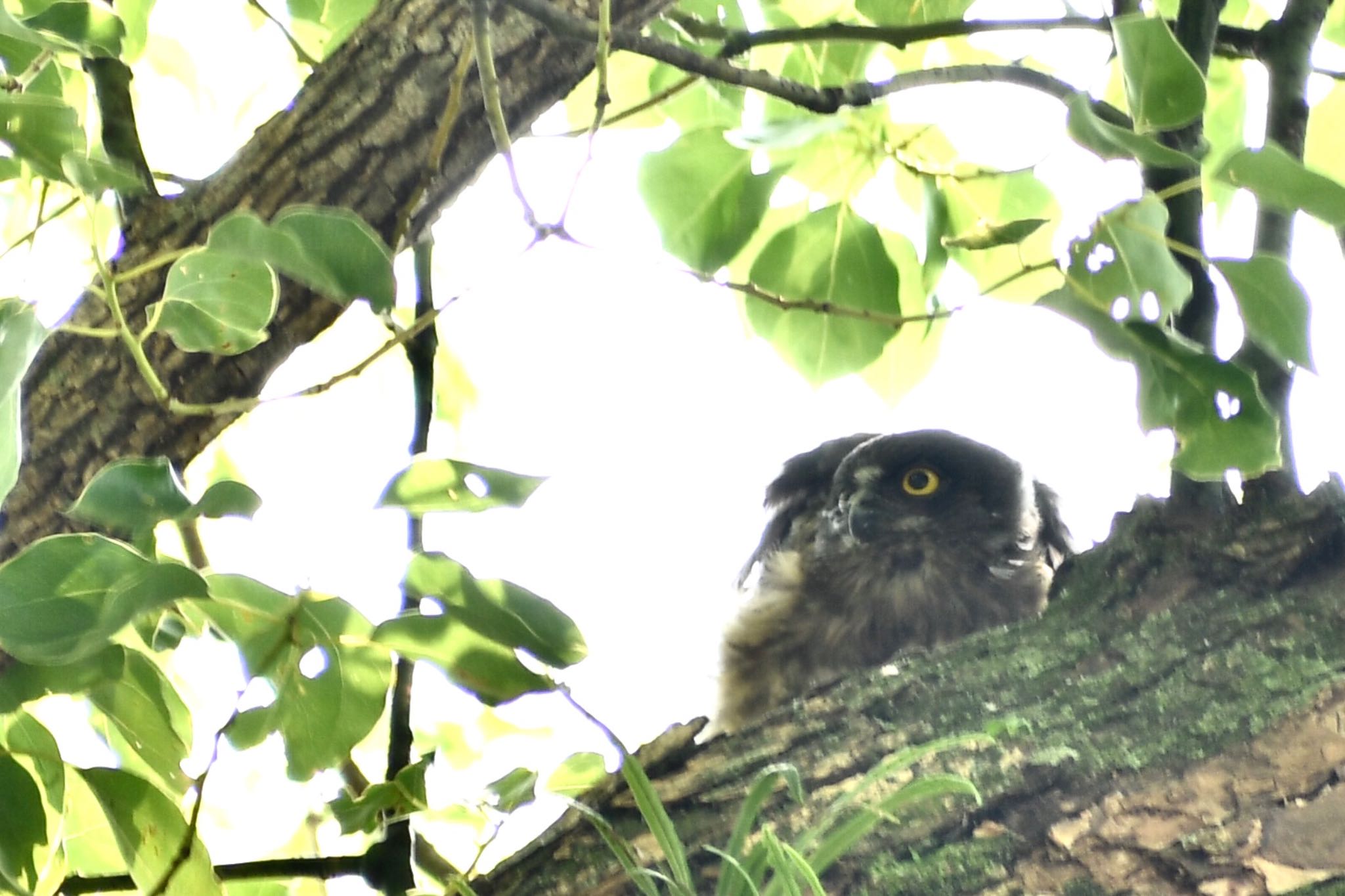  アオバズクの写真 by ヨウコ