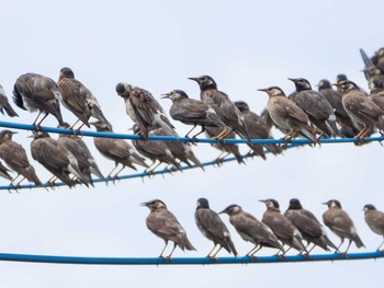 2020年7月12日(日) 芝川第一調節池(芝川貯水池)の野鳥観察記録