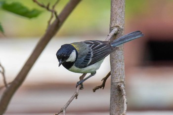 Japanese Tit 金井公園 Sat, 7/18/2020