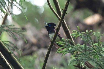 サンコウチョウ 神奈川　林道 2016年5月11日(水)