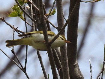 Eastern Crowned Warbler 赤井川落合ダム Sun, 5/15/2016