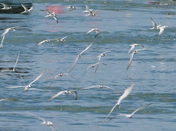 コアジサシ 兵庫県神戸市舞子海岸 2020年7月18日(土)